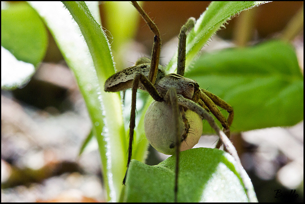 Pisaura sp.